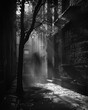 Classic film noir alleyway, a rendezvous with mystery, shadows and intrigue, black and white