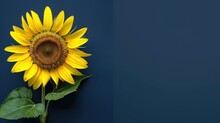 Vivid Sunflower Against Dark Blue Background