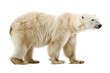 A polar bear is walking on a white background