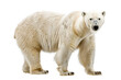 A polar bear standing on a white background
