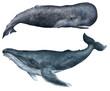 Sperm Whale and Humpback Whale Illustration, marine, ocean, sea animals, hand-drawn, texture