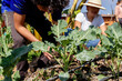 © Nailotl Méndez/Stocksy - close-up of volunteers' hands fertilizing vegetables