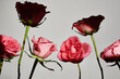© Irina Bo/Stocksy - group of pink roses in contrasting light and shadow