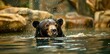 A sun bear is swimming in a river