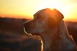 Dog watching sunset. A labrador retriever watching the sun go down, .
