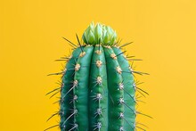 Green Cactus, Living Plant, Macro Spines Flower On Yellow Background .