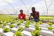© Wavebreak Media - Two African American young farm supervisors discussing in a greenhouse in a hydroponic farm