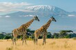 Three giraffe in National park of Kenya. Three giraffe on Kilimanjaro mount background