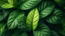 Close Shot Of Dieffenbachia Leaves As Backdrop With Vibrant Green Color And Big Space For Text Or Advertisement Backdrop, Generative AI.