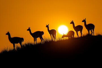 Wall Mural - Silhouetted against a fiery sunset sky, a group of llamas stand in profile on the horizon, embodying the tranquil end of a day in the wild.