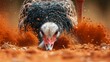 A close up of a wild turkey running through the desert