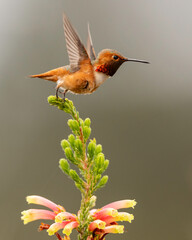 Wall Mural - Allen's Hummingbird (Selasphorus sasin), UCSC Arboretum, California 