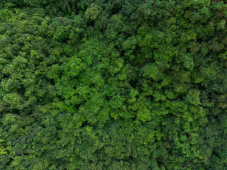 Wall Mural - Aerial view of trail hiding in beautiful tropical forest mountain landscape in spring
