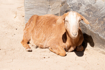 Wall Mural - Goats are farm animals that arch backward, a short tail, and straighter hair.