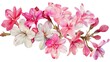 © maku - Watercolor bouvardia clipart with clusters of small pink and white flowers
