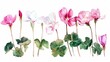 Watercolor cyclamen clipart with delicate pink and white blooms