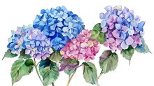 Watercolor Hydrangea Clipart With Clusters Of Blue, Purple, And Pink Flowers