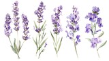 Fototapeta  - Watercolor lavender clipart with delicate purple flowers and green stems