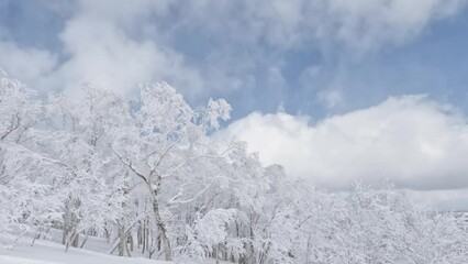 Wall Mural - skiing past frosty snow trees and blue sky with white clouds in winter. skier pov