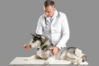 Male veterinarian examining cute husky dog on white table against grey background