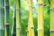 Fresh bamboo shoots, plentiful nature