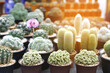 Cactus varieties are thorny and beautiful At the ornamental plant shop
