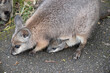 he tammar wallaby  has dark greyish upperparts with a paler underside and rufous-coloured sides and limbs. The tammar wallaby has white stripes on its face.
