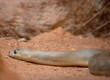 The Woma snake is grey-brown or golden-brown python on its back with dark brown bands across its body and a yellow or white belly.