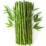 Fototapeta Sypialnia -   A row of green bamboo sticks with accompanying leaves on a white background
