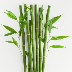    A tight shot of several green bamboo stalks against a white backdrop, adorned with verdant leaves Behind stands a blank white wall