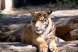 Young tigers have all their stripes and markings. They are learning to be powerful hunters while playing