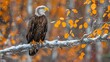   A bald eagle sits atop a snow-laden tree branch against a backdrop of yellow autumn foliage in the foreground and an evergreen forest beyond