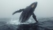   A humpback whale leaps from the foggy water, mouth agape
