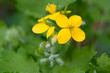 Chelidonium majus, greater celandine yellow flower closeup selective focus