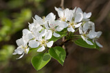 Fototapeta Desenie - Pyrus communis, common pear white flowers closeup selective focus