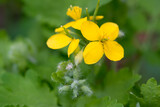 Fototapeta Desenie - Chelidonium majus, greater celandine yellow flower closeup selective focus