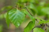 Fototapeta Desenie - Spring birch leaves closeup selective focus