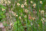 Fototapeta Desenie - flowering grass in meadow closeup selective focus
