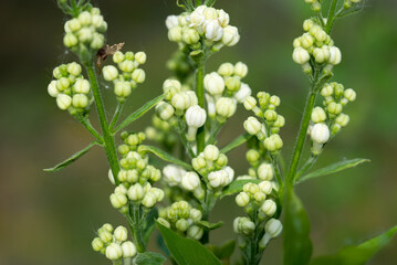 Wall Mural - Syringa vulgaris, common lilac white flowers closeup selective focus