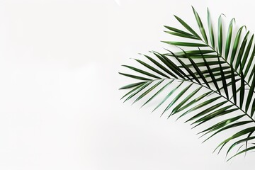 Wall Mural - Green palm leaves arranged on a clear white background.