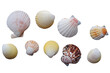 seashells, isolated on transparent background. Set of seashells. 