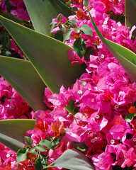 Wall Mural - Blooming bougainvillea encroaching  agave plants