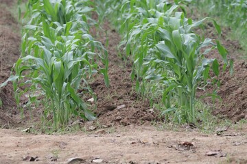 Wall Mural - corn field in the morning