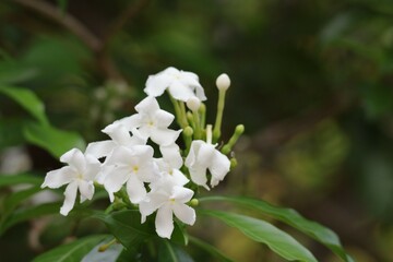 Wall Mural - white flowers in the garden