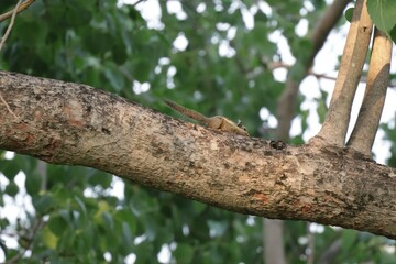 Poster - woodpecker on tree