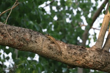 Poster - ant on a tree