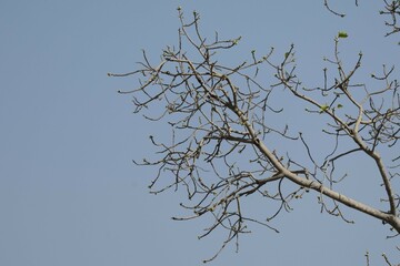 Wall Mural - branches of a tree against sky