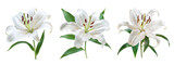 lily flowers collection isolated on a transparent cut-out background