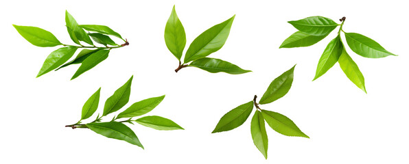 Wall Mural -  fresh green tea leaf isolated on white background	
