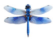 Vibrant blue dragonfly with transparent wings isolated on transparent background